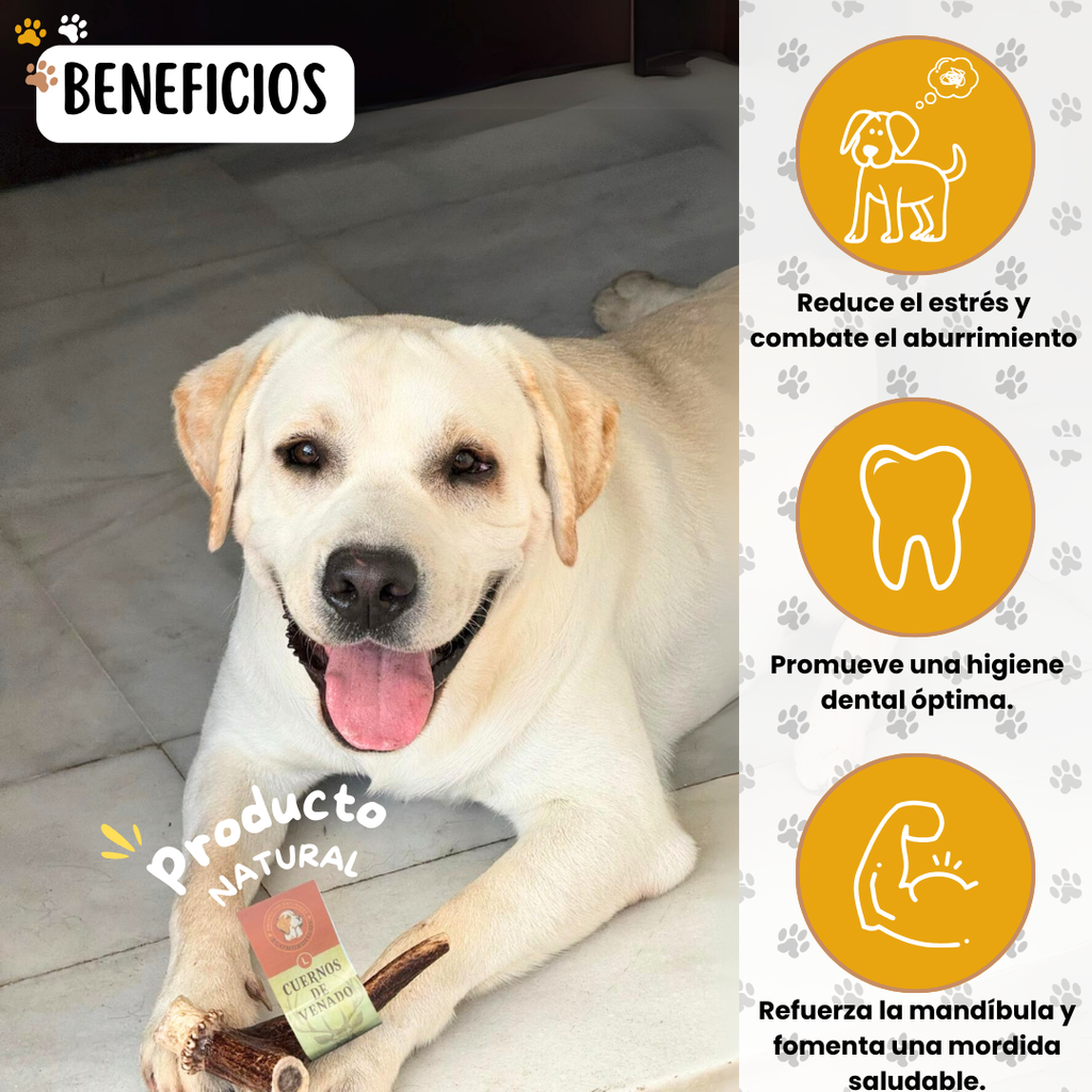 Asta de ciervo para perros, detalle de textura natural