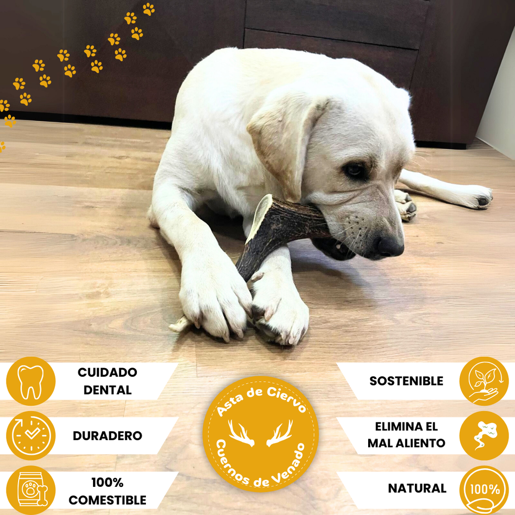 Asta de ciervo para perros, vista lateral
