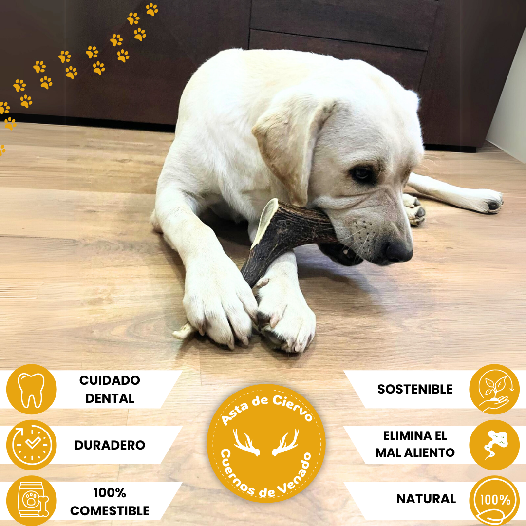 Asta de ciervo para perros, vista lateral