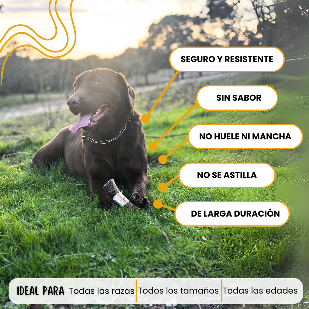 Asta de Ciervo para perros